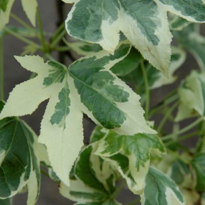 Liquidambar styraciflua Silver King, Ambraträd, 175-200 C10
