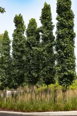 Liquidambar styraciflua Slender Silhouette