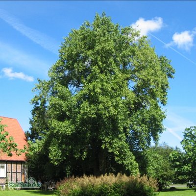 Liriodendron tulipifera, Tulpanträd, 150-175 C5