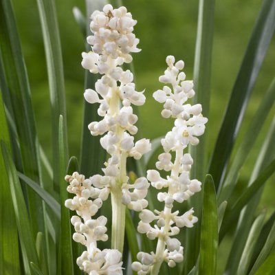 Liriope muscari Monroe White, Druvlilja