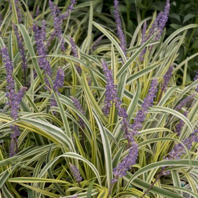 Liriope muscari Variegata, Mörk Druvlilja
