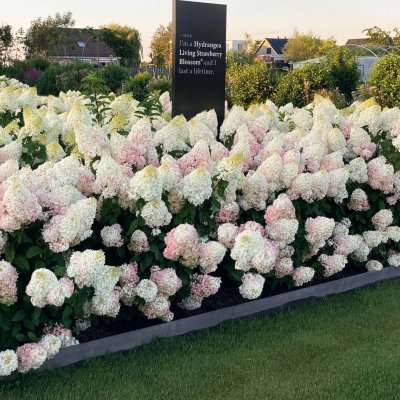 Hydrangea paniculata Living Strawberry Blossom ®
