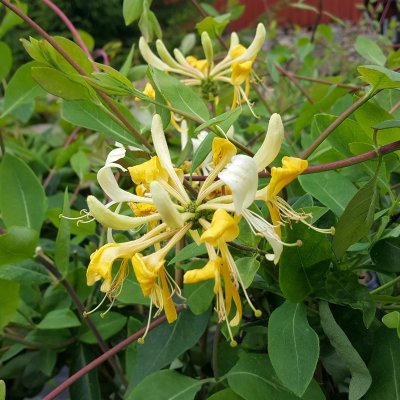 Lonicera periclymenum Loly, Vildkaprifol