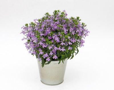 Lobelia, Stickling, Curacao ® Compact Amethyst
