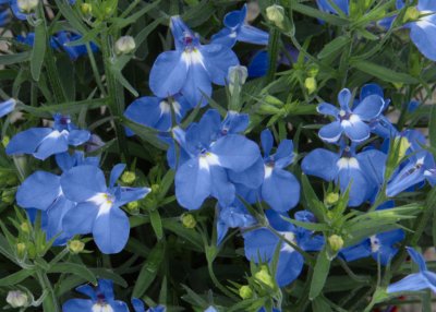 Lobelia, Stickling, Curacao ® Compact Blue '12