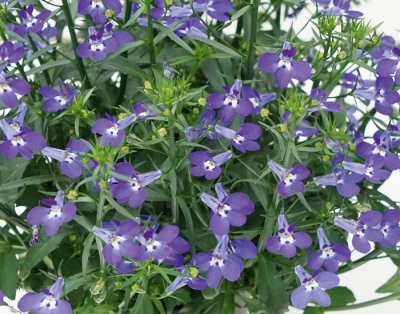 Lobelia, Stickling, Curacao ® Compact Dark Blue 3-pack