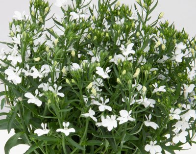Lobelia, Stickling, Curacao ® Compact White 3-pack
