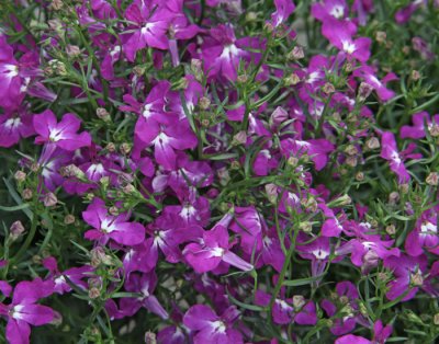 Lobelia, Stickling, Curacao ® Electric Purple