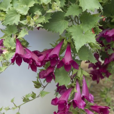 Lejongapsranka Lofos ® Wine-Red