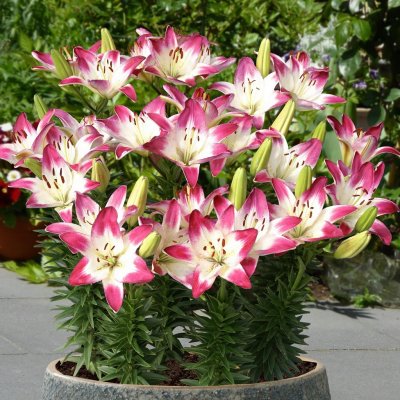 Lilium hybr. Lollypop, Asiatisk Lilja, P11cm