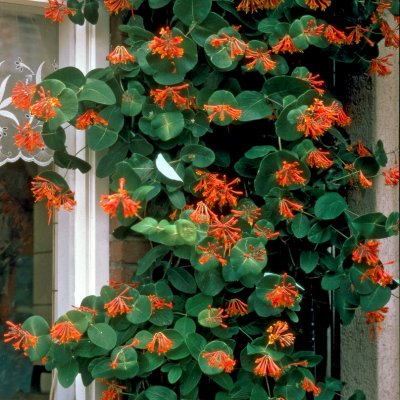 Lonicera brownii Dropmore Scarlet, Eldkaprifol, C2
