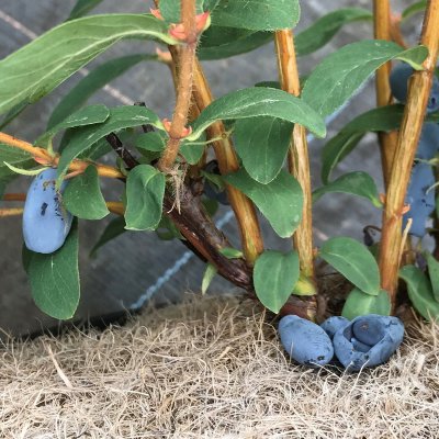 Lonicera caerulea var. kamtschatica Balalaika, Blåbärstry / Honungsbär, busk C3,5