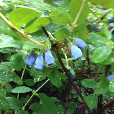 Lonicera caerulea var. kamtschatica, Blåbärstry / Honungsbär, C5