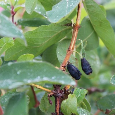 Lonicera caerulea var. kamtschatica Atut, Blåbärstry / Honungsbär, C3