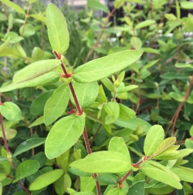 Lonicera caerulea var. kamtschatica Aurora, Blåbärstry / Honungsbär, C5