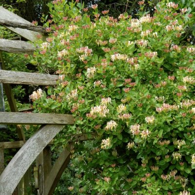 Lonicera caprifolium, Kaprifol, Äkta