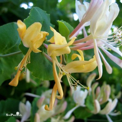 Lonicera caprifolium, Kaprifol, Äkta, 80-100 C2,5