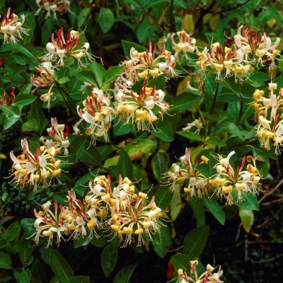 Lonicera henryi, Vintertry, C2