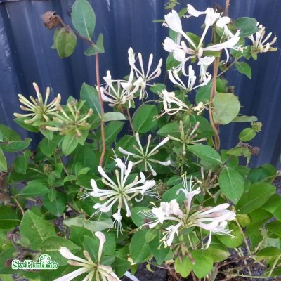 Lonicera Honey Baby, Buskkaprifol, 30-40 C3