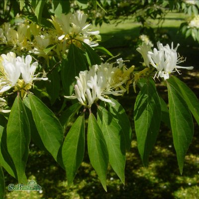 Lonicera maackii Kristall E, Koreatry, busk C3,5
