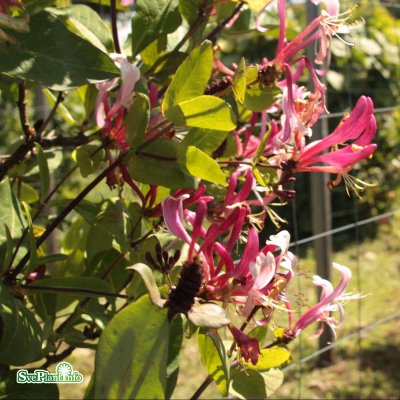 Lonicera periclymenum Caprilia Imperial ®, Vildkaprifol, 80-100 C2