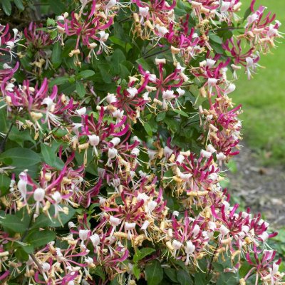 Lonicera periclymenum, Vildkaprifol