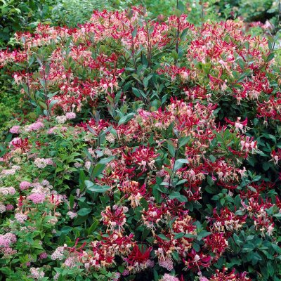 Lonicera periclymenum Belgica, Vildkaprifol, C2