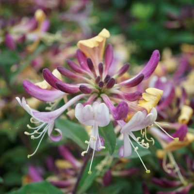 Lonicera periclymenum Chic & Choc ®, Vildkaprifol