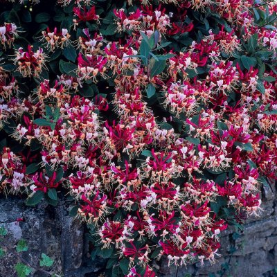 Lonicera periclymenum Serotina, Vildkaprifol
