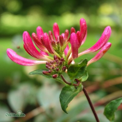 Lonicera periclymenum Serotina, Vildkaprifol, C5