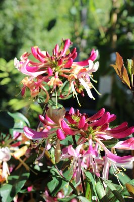 Lonicera periclymenum Serotina, Vildkaprifol, C5