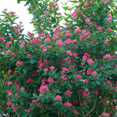 Lonicera tatarica Arnold Red, Rosentry