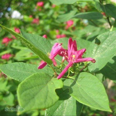 Lonicera tatarica Arnold Red, Rosentry, busk C3,5
