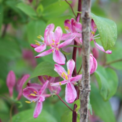 Lonicera tatarica Rosea, Rosentry, busk C3,5