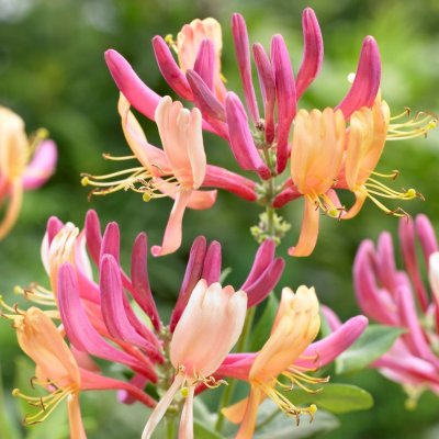 Lonicera x heckrottii American Beauty, Blomsterkaprifol, C5