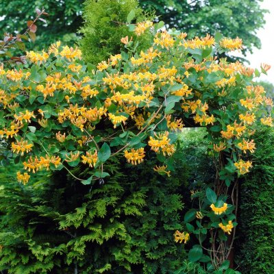 Lonicera x tellmanniana, Tellmannskaprifol, C2