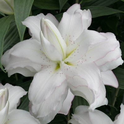 Orientalisk Lilja Lotus Beauty 3st