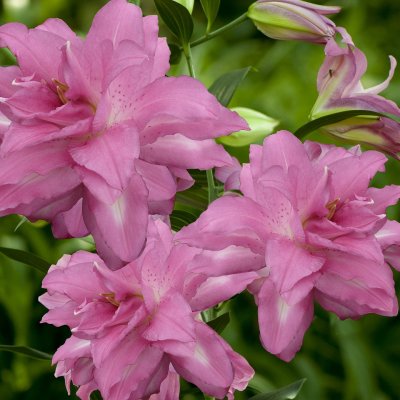 Orientalisk Lilja Lotus Dream 3st