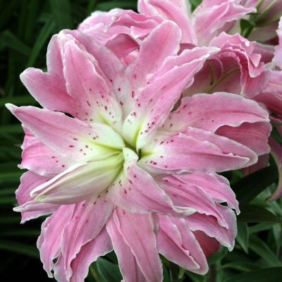 Lilja Orientalisk Lotus Elegance 3st