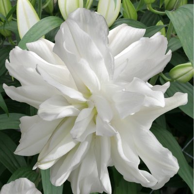 Lilium hybr. Lotus Ice, Orientalisk Lilja, P11cm