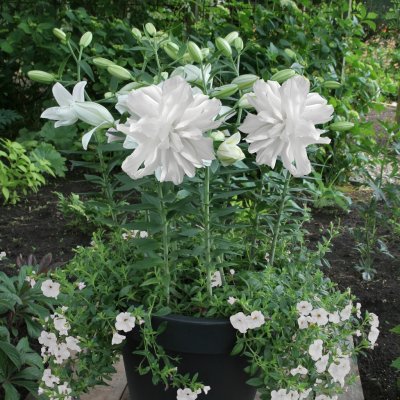 Lilium hybr. Lotus Ice, Orientalisk Lilja, P11cm