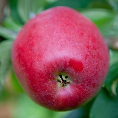 Äpple, Lovisa ® E, stam A2 C10