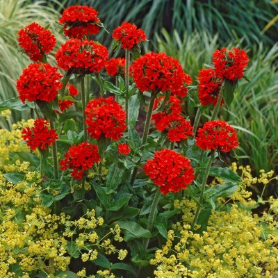 Lychnis chalcedonica, Studentnejlika, P9cm