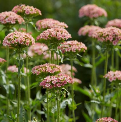 Lychnis chalcedonica Carnea, Studentnejlika, P9cm