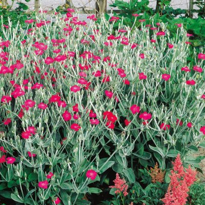 Lychnis coronaria, Purpurklätt