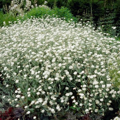 Lychnis coronaria Alba, Purpurklätt