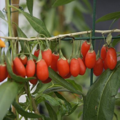 Lycium barbarum Instant Success ®, Gojibär / Bocktörne