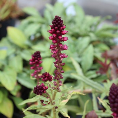 Lysimachia atropurpurea, Purpurlysing, P9cm