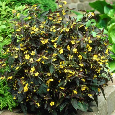 Lysimachia ciliata Firecracker, Guldlysing, P9cm
