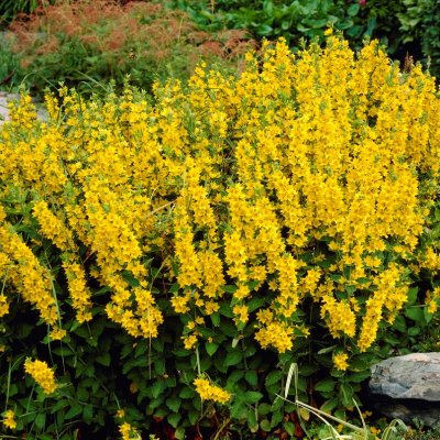 Lysimachia punctata, Praktlysing